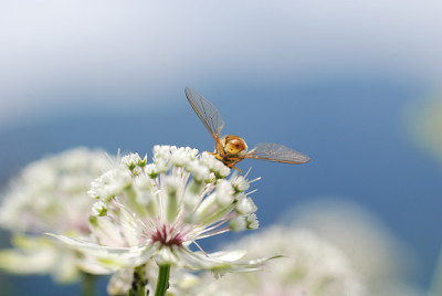 schwebfliege_von_hinten.jpg
