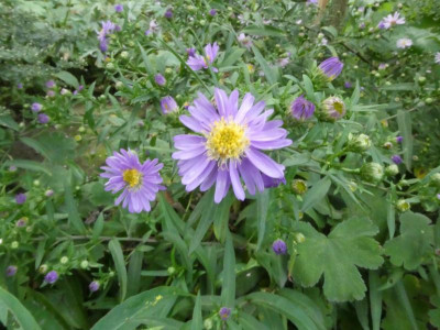 Aster Unikum.JPG