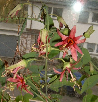 passiflora_red_dwarf_141104.jpg