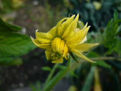 fuer.tomatengarten..JPG
