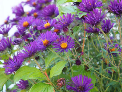 Aster novae-angliae 'Nachtauge' [die Staudengärtnerei] P9260037.JPG