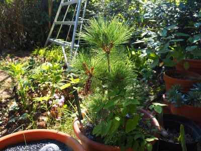 Pinus strobus 'Radiata' P9260047.JPG