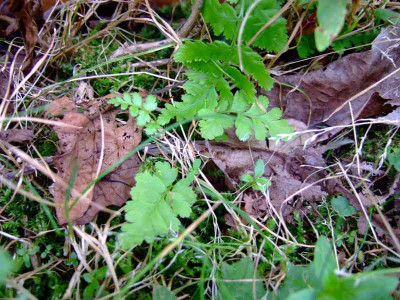 Asplenium_fragezeichen.jpg