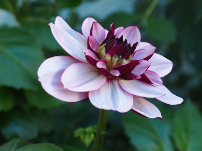 Dahlia Creme de Cassis P9260046.JPG