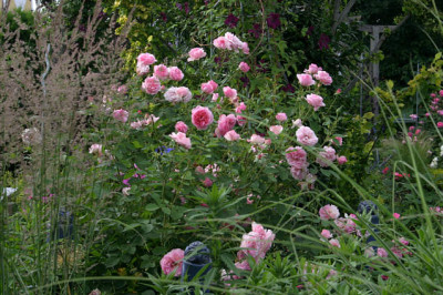 Rose_Hyde_Hall1008.jpg