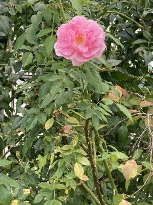 IMG_0719.jpeg