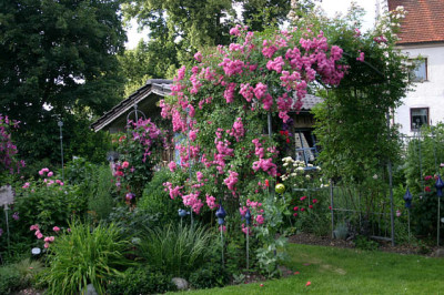 Rosenbogen2108.jpg