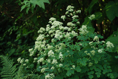 welches_thalictrum_koennte_das_sein.jpg