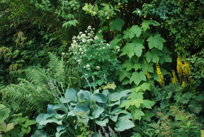 thalictrum_im_beet.jpg