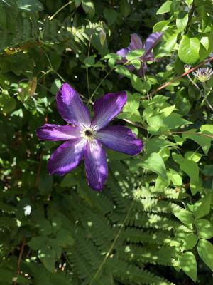 IMG_2518.jpeg