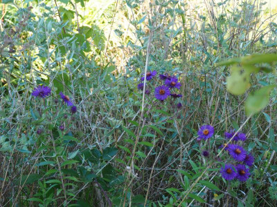 Aster novae-angliae 'Büchter Nacht' b P9270050.JPG