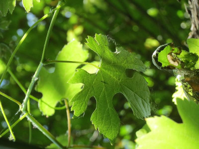 20140606Vitis_vinifera_subsp._sylvestris08.jpg
