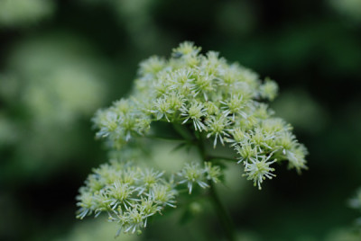 welches_thalictrum_koennte_das_sein_bluete.jpg