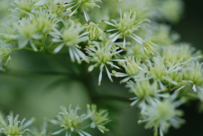 welches_thalictrum_koennte_das_sein_bluete2.jpg
