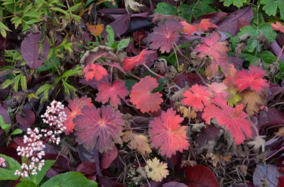 Geranium_wlassovianum-LakwijkStar.22-2.jpg