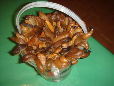 Schnecken_07.jpg