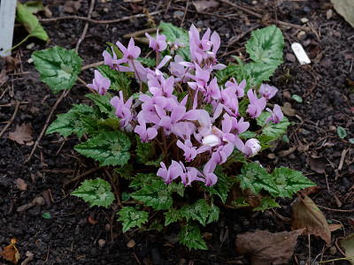 DSC_8029_DxO.jpg