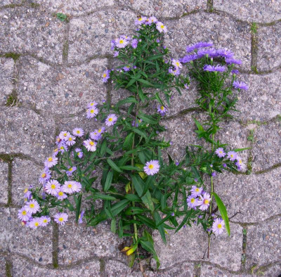 Aster Unikum Blütenstand.JPG