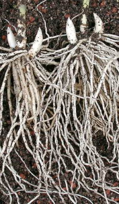 08250045_eDisporum_megalanthum_Trieb.JPG