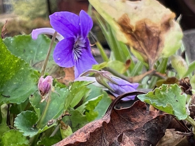 2023-09-29 Viola rostrata var. japonica.jpg