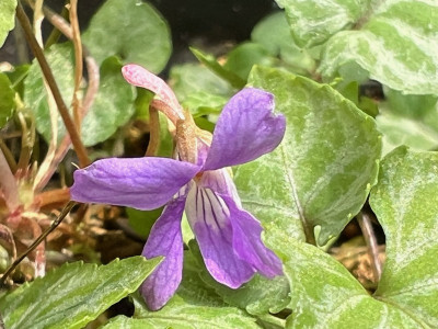 2023-09-30 Viola selkirkii variegata.jpg