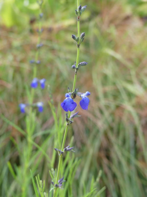 2023-09-30 Salvia reptans 'Blue Willow'.jpg