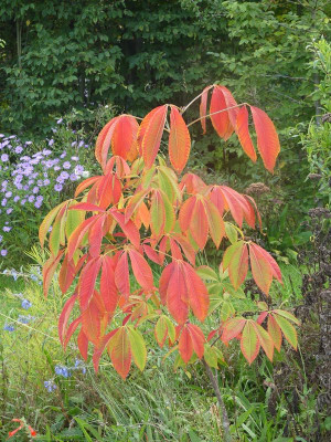 2023-09-30 Aesculus neglecta 'Autumn Fire' 1.jpg