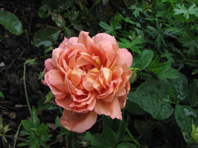 cafe_2008.jpg
