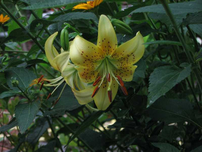 lilium2_2008.jpg