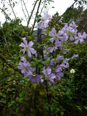 Clematis Prince Charles.JPG