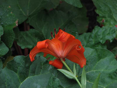 lilium_2008.jpg