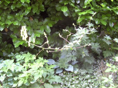 Aconitum_lycoctonum_subsp._vulparia_fars_2008.jpg