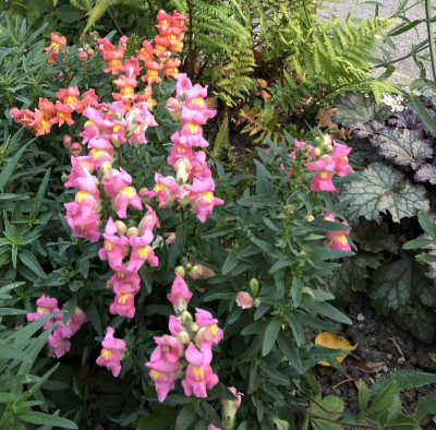 IMG_2539.jpeg