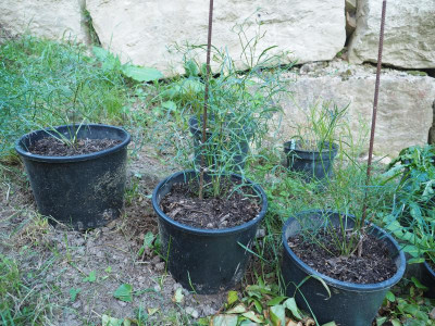 Peucedanum officinale PA010047.JPG