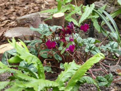 2023-10-01 Cyclamen hederifolium 2.jpg