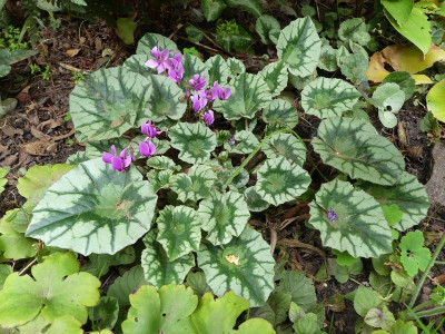 2023-10-01 Cyclamen hederifolium 1.jpg