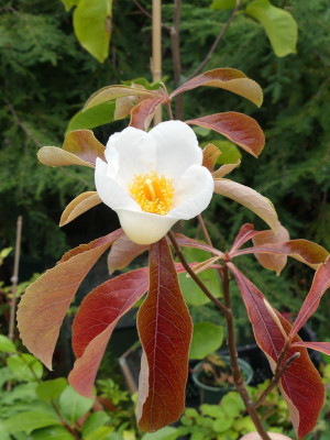 2023-10-01 Franklinia alatamaha 1.jpg