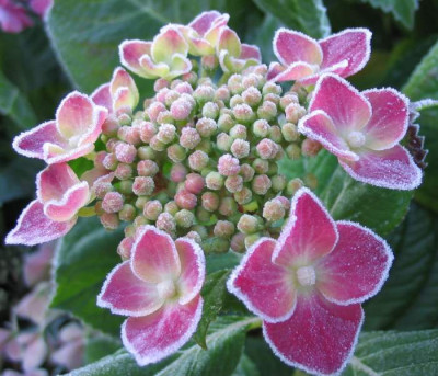 Reif-Hortensie.jpg