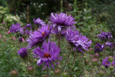Barr's Purple 2023-09-22 vorne.jpg