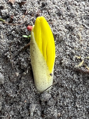 2023-10-01 Sternbergia clusiana.jpg