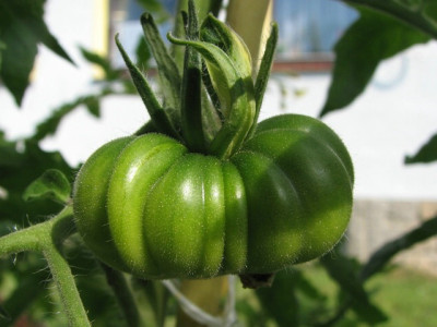 gruen_calabcito_rojo.JPG