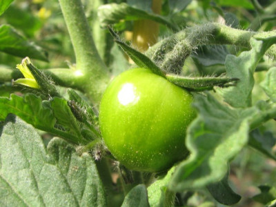 gruen_black_zebra_cherry.JPG