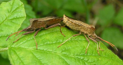 Coreus_marginatus_-_Saumwanze_02.jpg