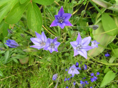 blauunbekannt290608.jpg