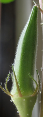 Okra_2008_1_5_1.jpg