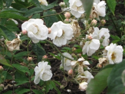 Chamisso_klein__IMG_0692.jpg