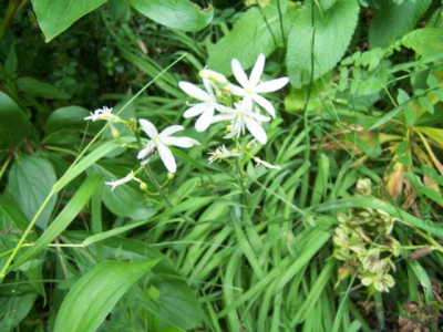 100_1387_ANTHERICUM_liliago__640.jpg