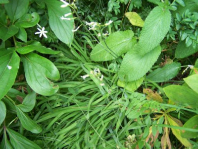 100_1388_ANTHERICUM_liliago_Pflanze__500.jpg