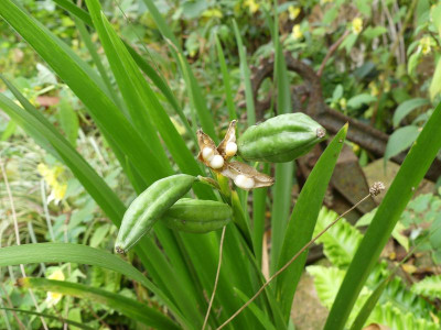 2023-10-03 Iris foetidissima 'Fructo Alba' 1.jpg