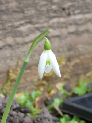 2023-10-03 Galanthus r-o 'Adamite' 2.jpg